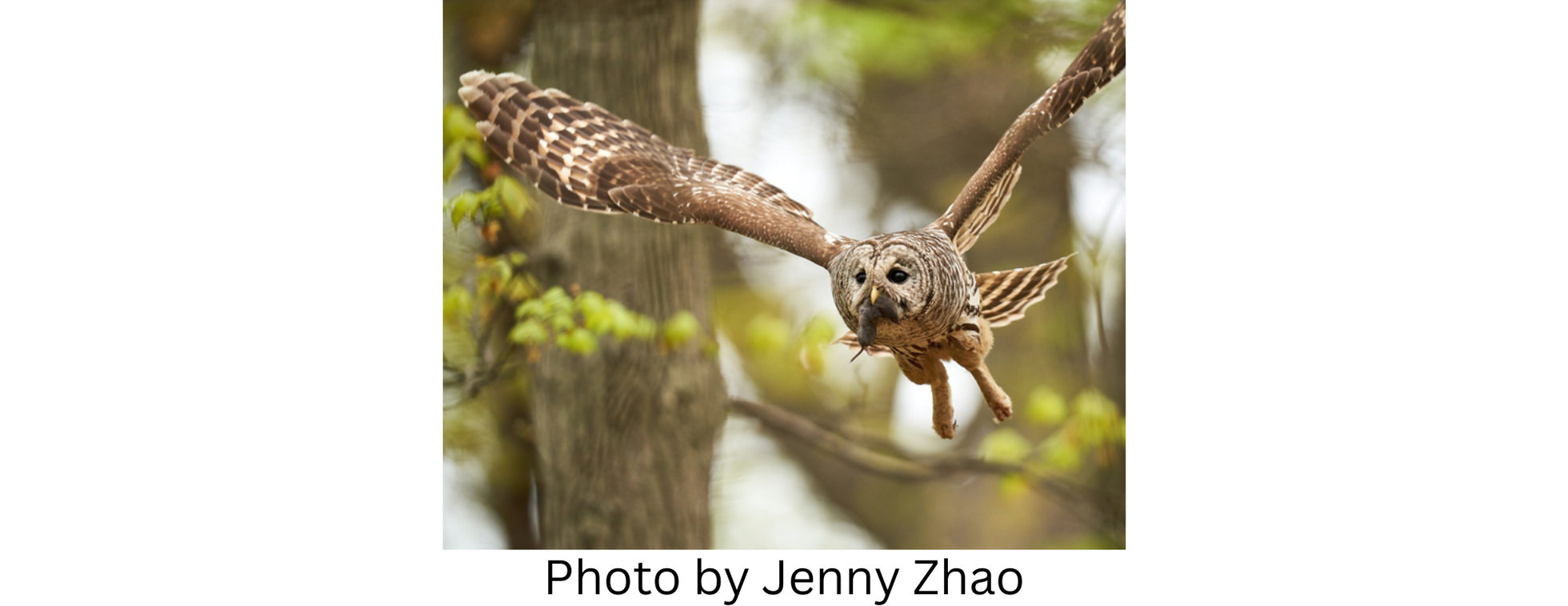 Raptors, Rodenticides and Ricardi - Rescue Area Wildlife from Rodenticides